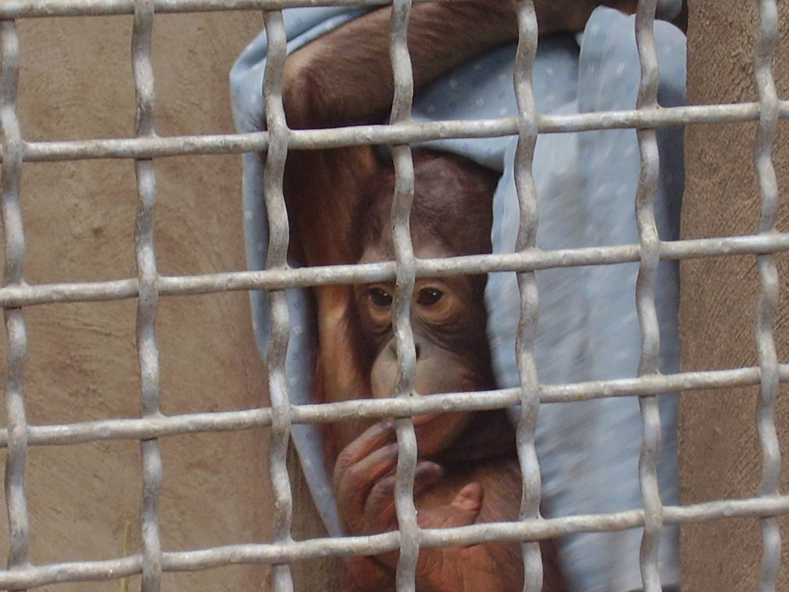Baby Orangutan 2yrs- Seneca Park Zoo AUG06
