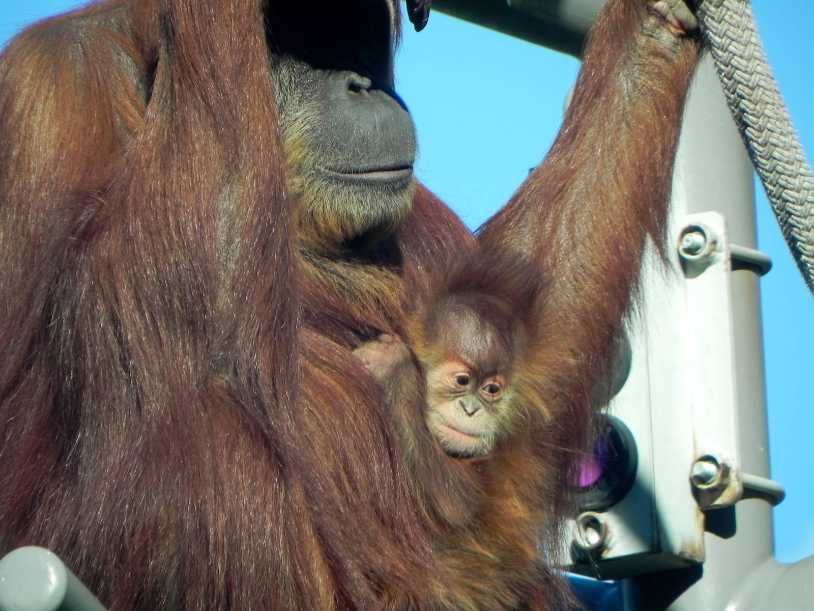 Baby orangutan Aisha