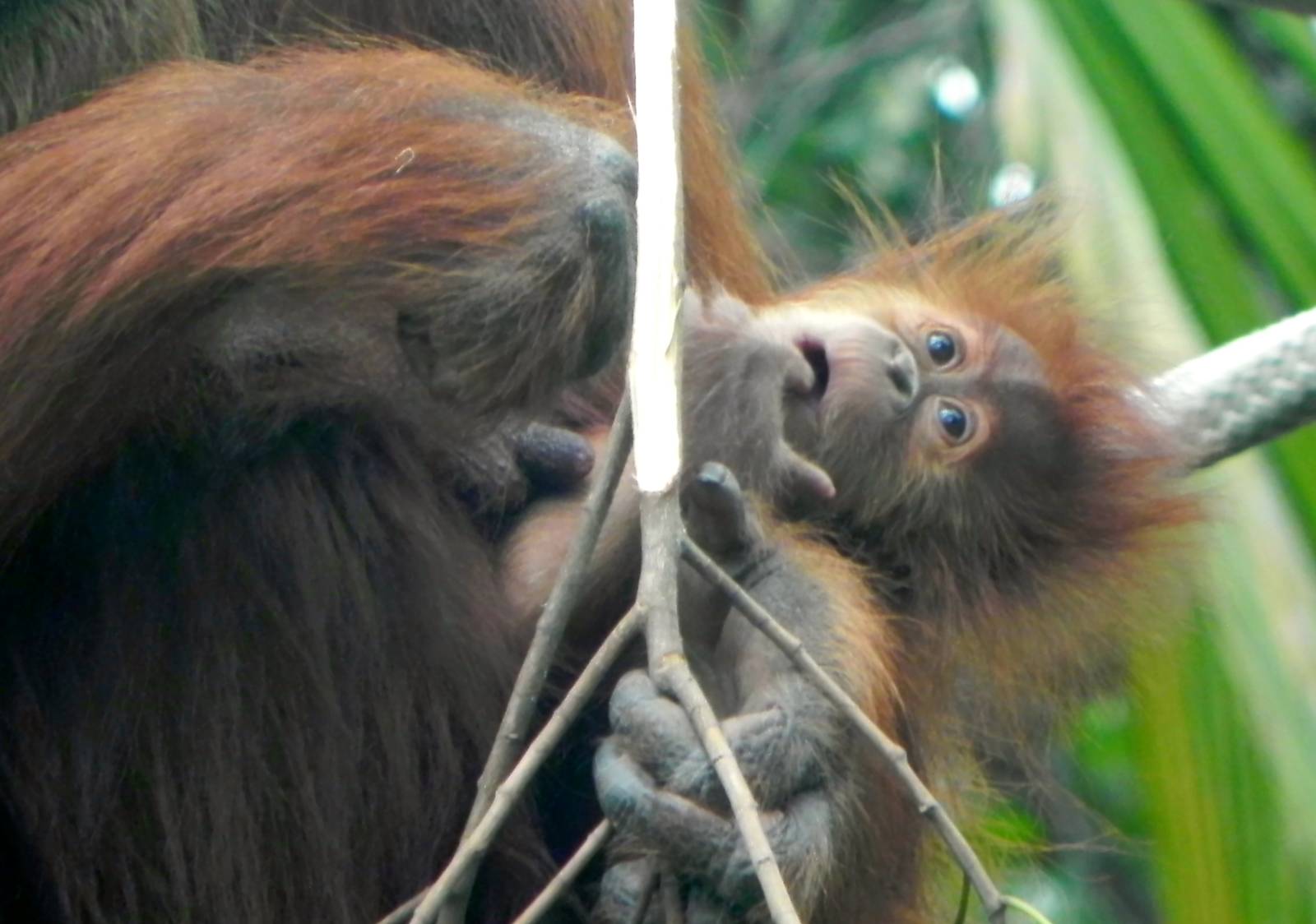 Baby orangutan Aisha