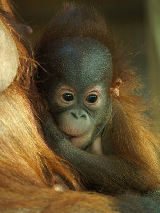 Baby orangutan - Barcelona Zoo