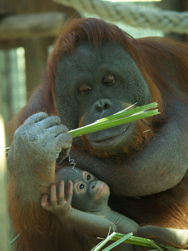Baby orangutan - Barcelona Zoo