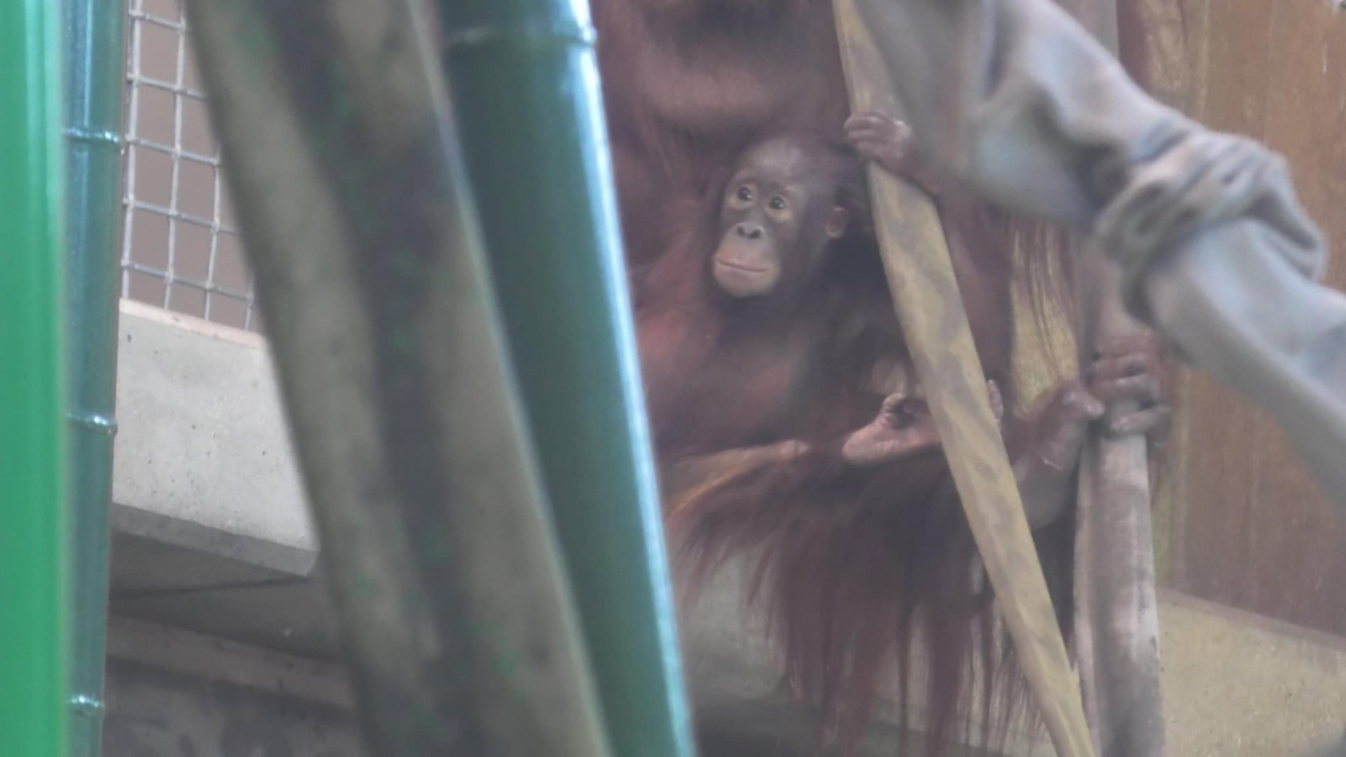 Baby orangutan clementine