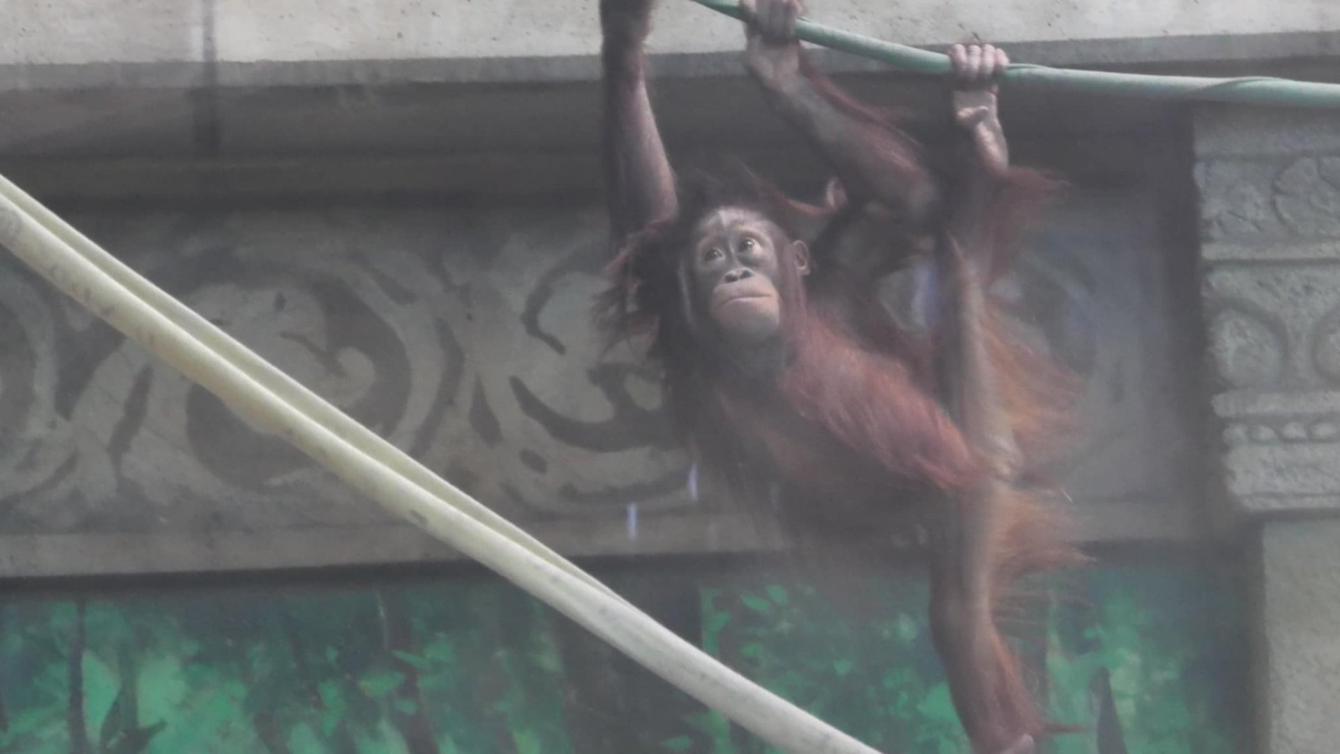 Baby orangutan climbing