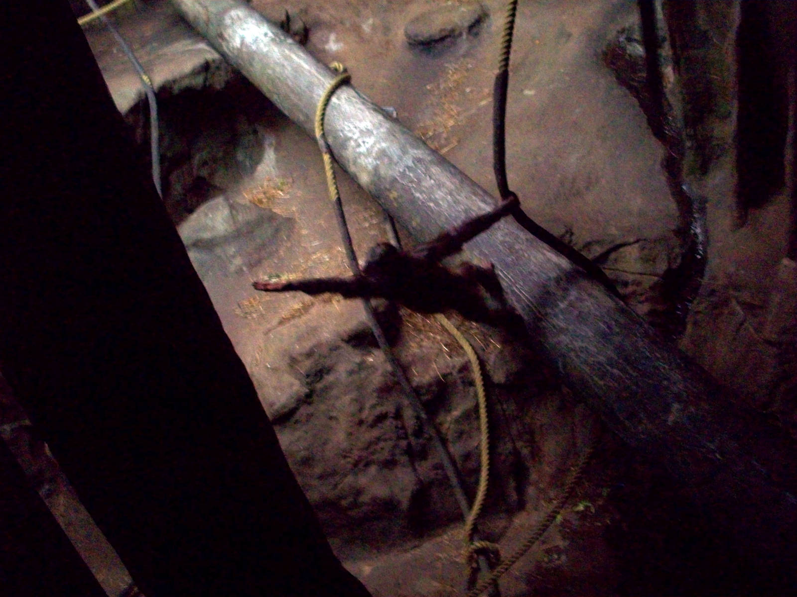 Baby Orangutan in dimly lit exhibit