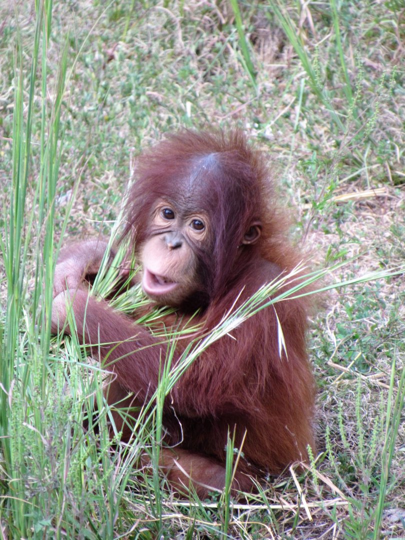 Baby Orangutan, RJ