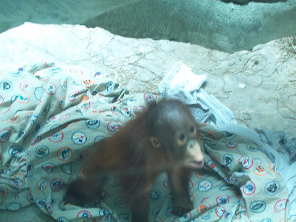 Baby Orangutan