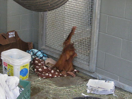 baby orangutan