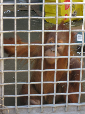 baby orangutan