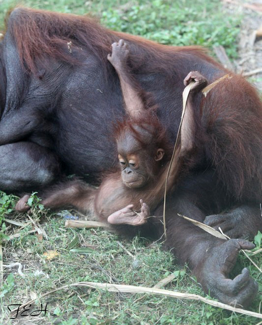 baby orangutan