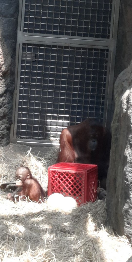 Baby Orangutan