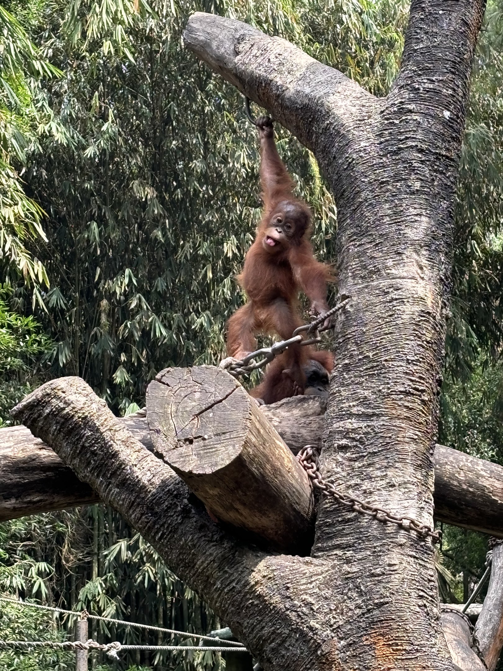 Baby Orangutan
