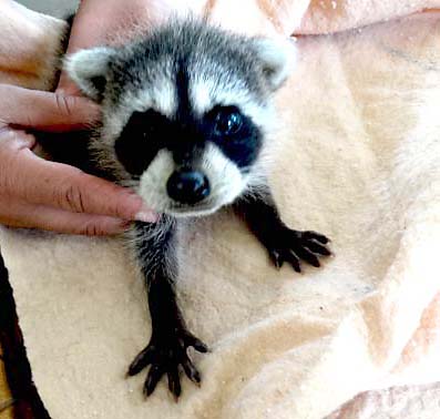 Baby Orphan Raccoon. Rescue
