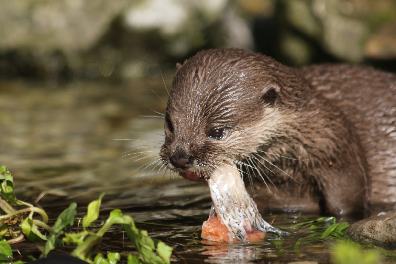 Baby Otter Feasting on Fish