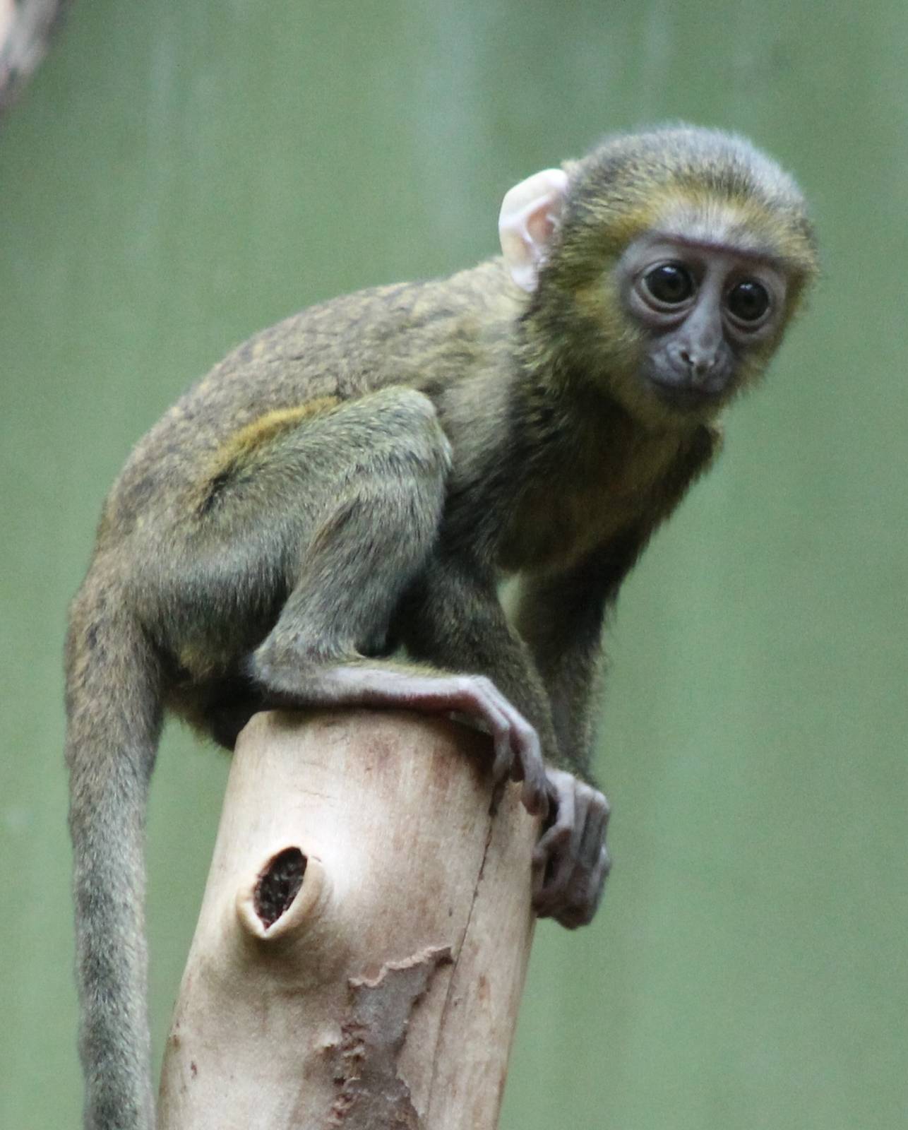 Baby Owl-faced monkey