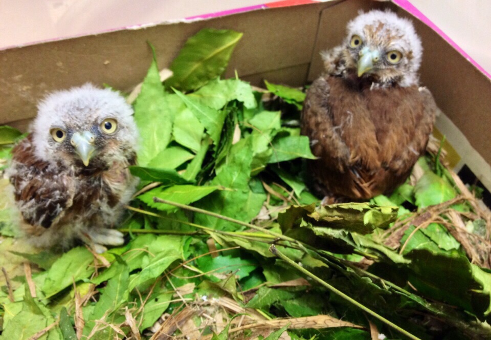 Baby Owls