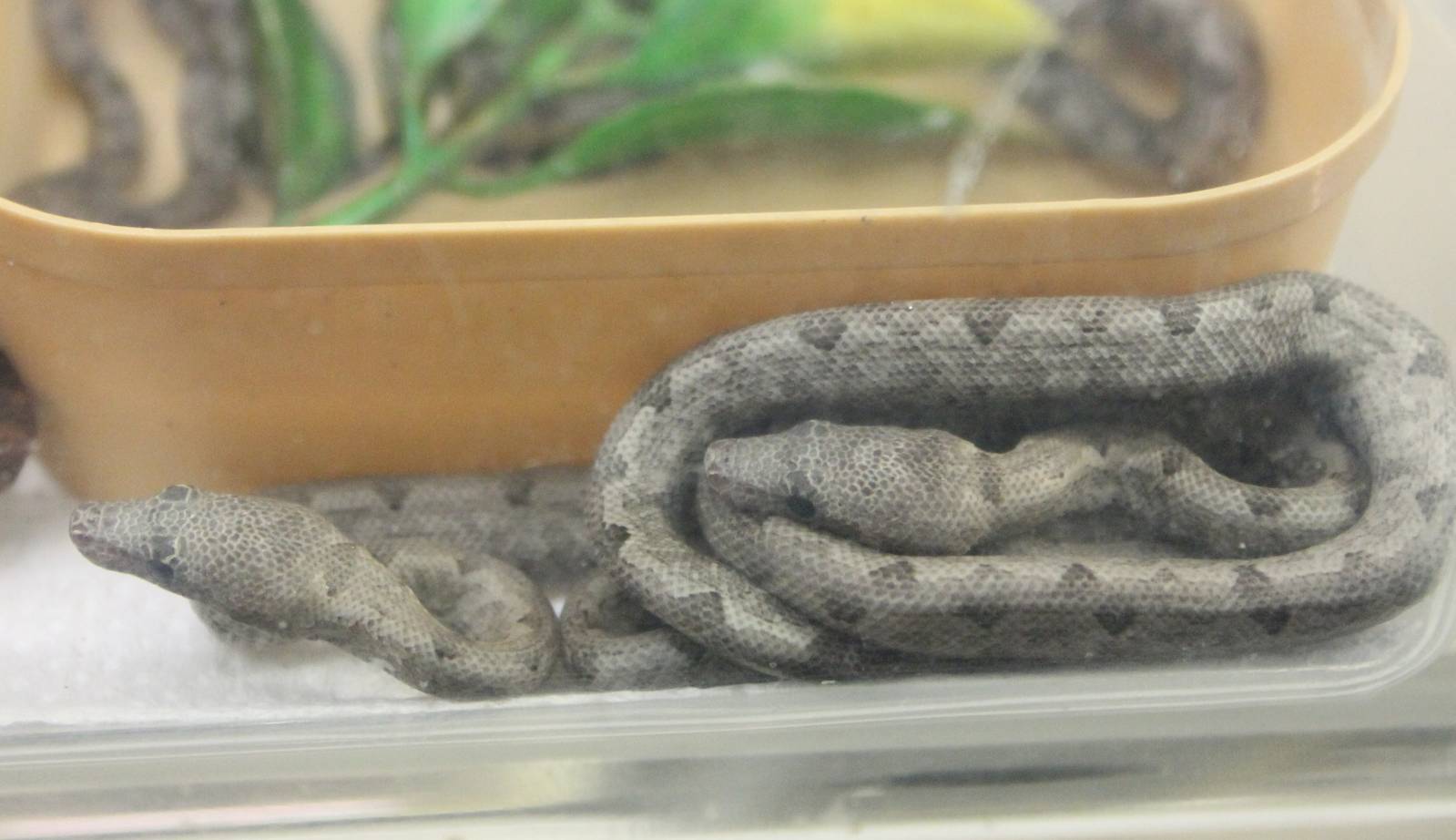 Baby Pacific ( Paulson's ) boas