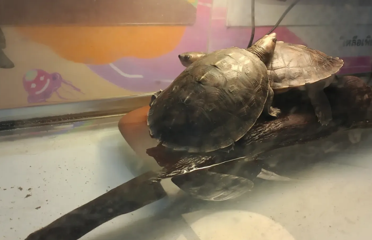 Baby Painted terrapin