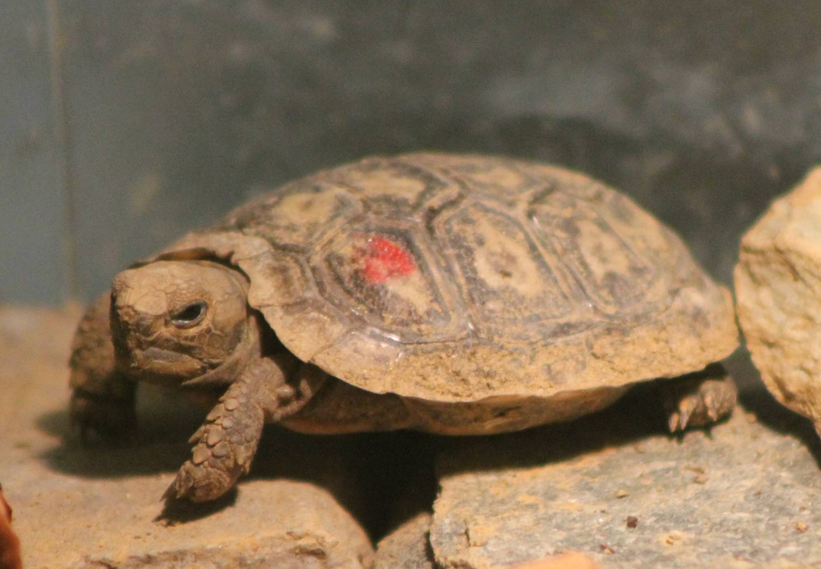 Baby Pancake tortoise
