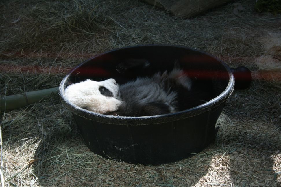 Baby panda, Zoo Atlanta
