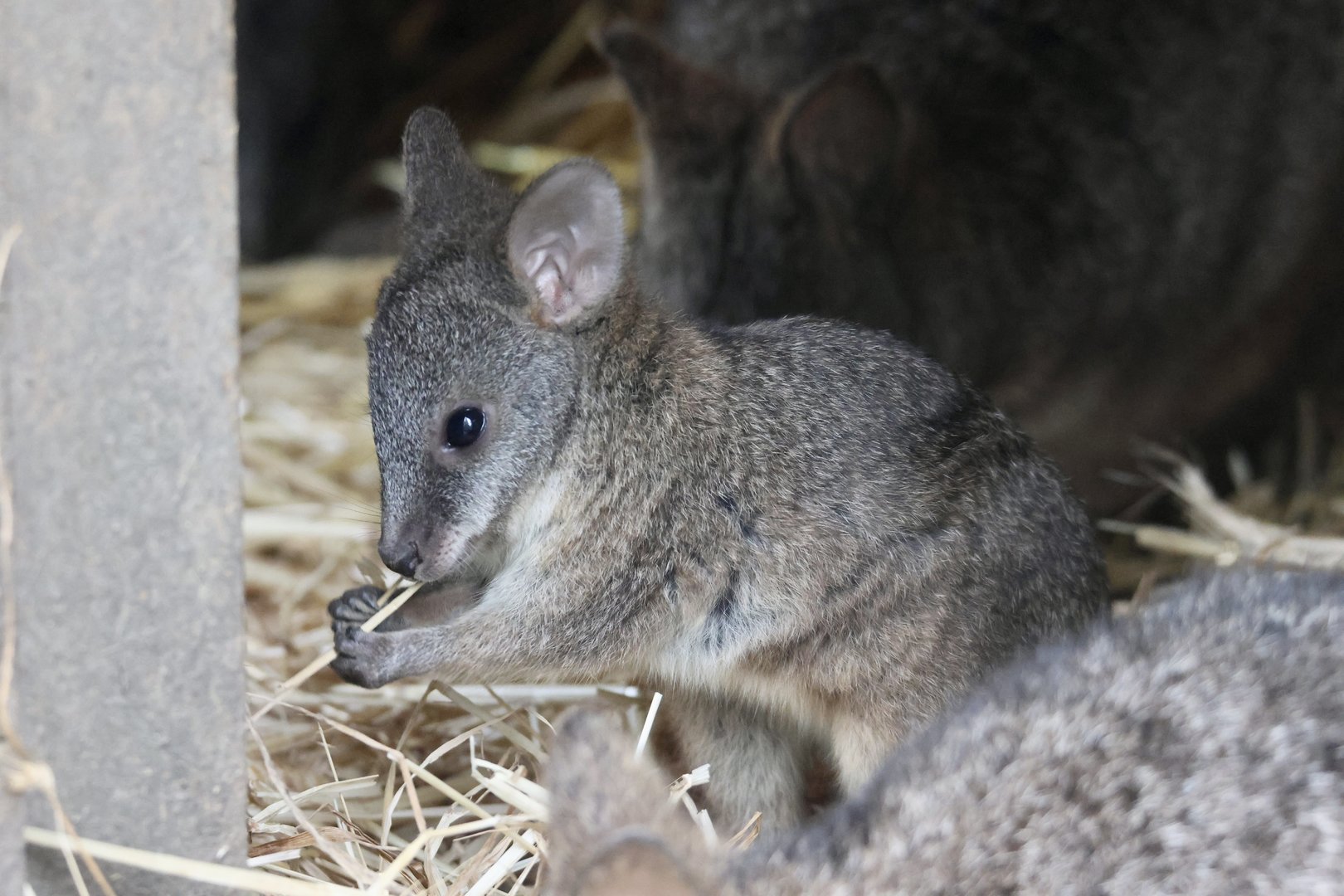 Baby Parma Wallaby