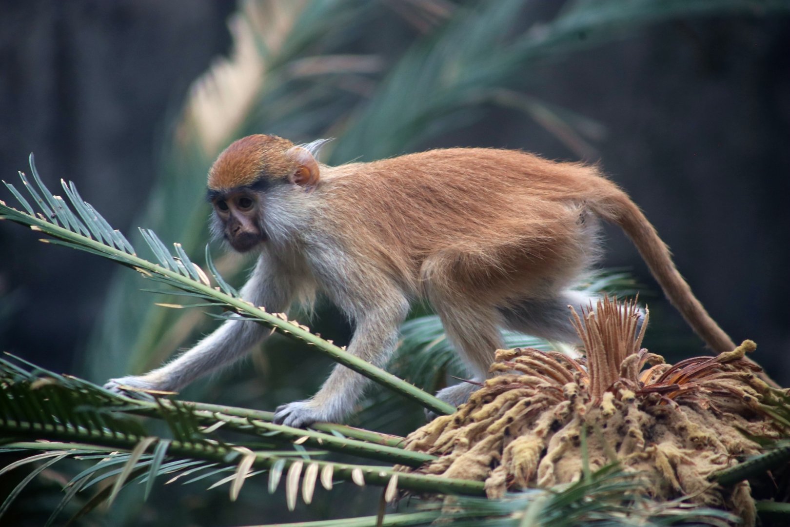 Baby Patas Monkey