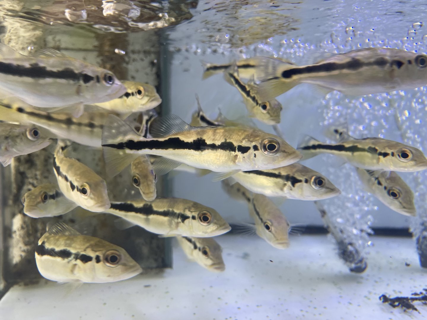 baby peacock bass (cichla sp.)