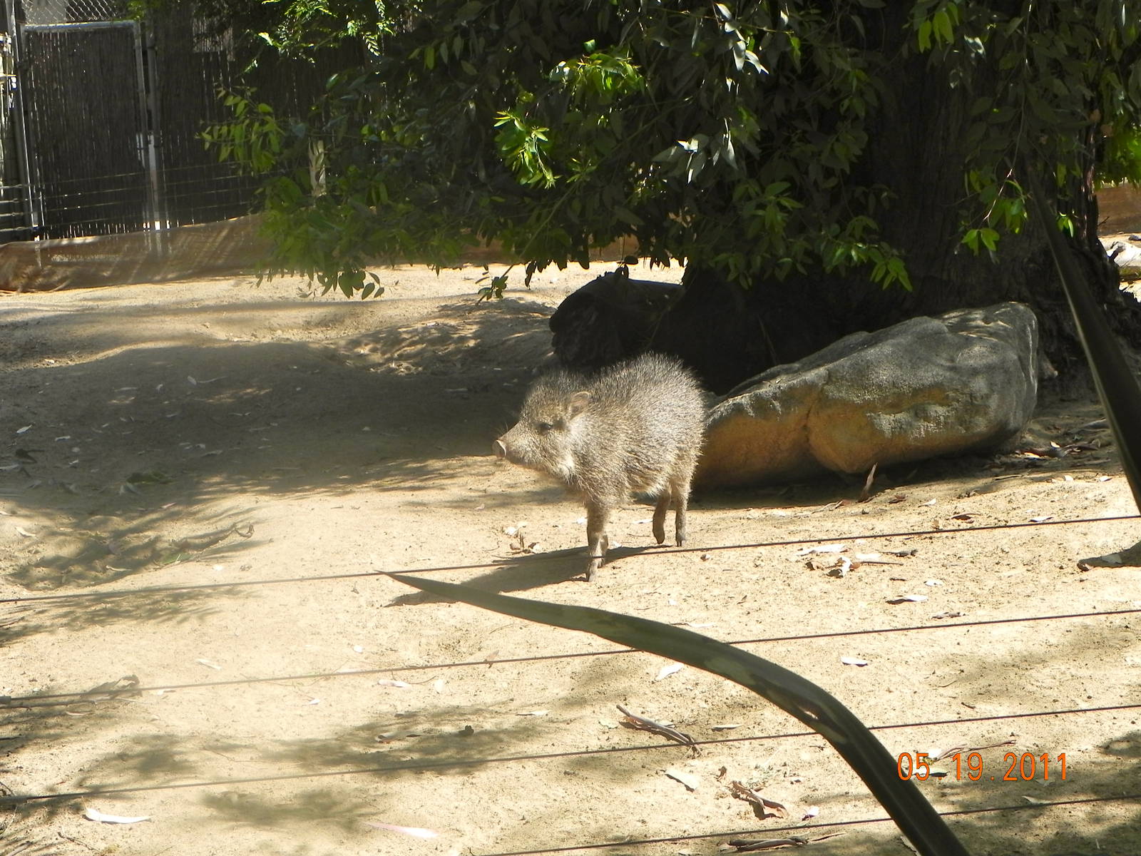 Baby peccary