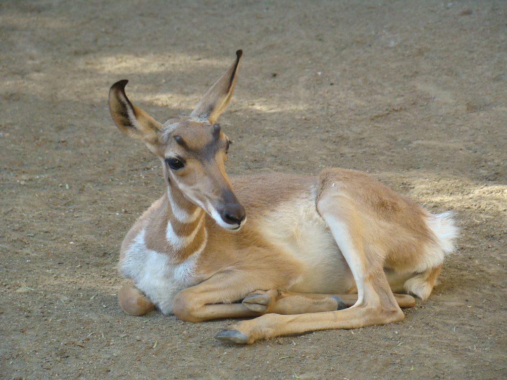 Baby Peninsular Pronghorn at the Los Angeles Zoo