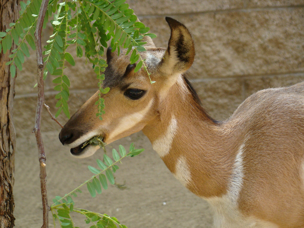 Baby Peninsular Pronghorn at the Los Angeles Zoo