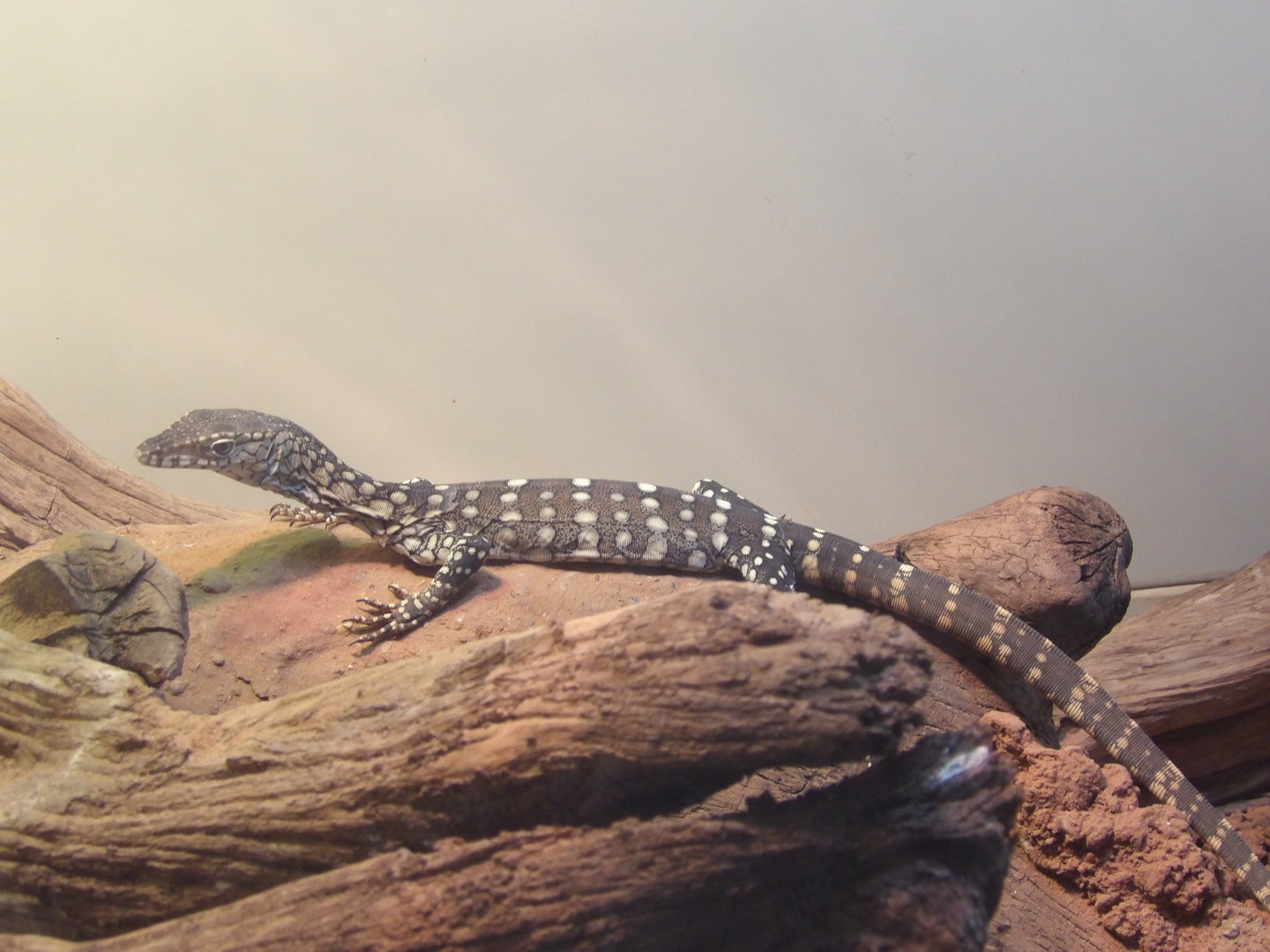 Baby Perentie(Varanus giganteus)