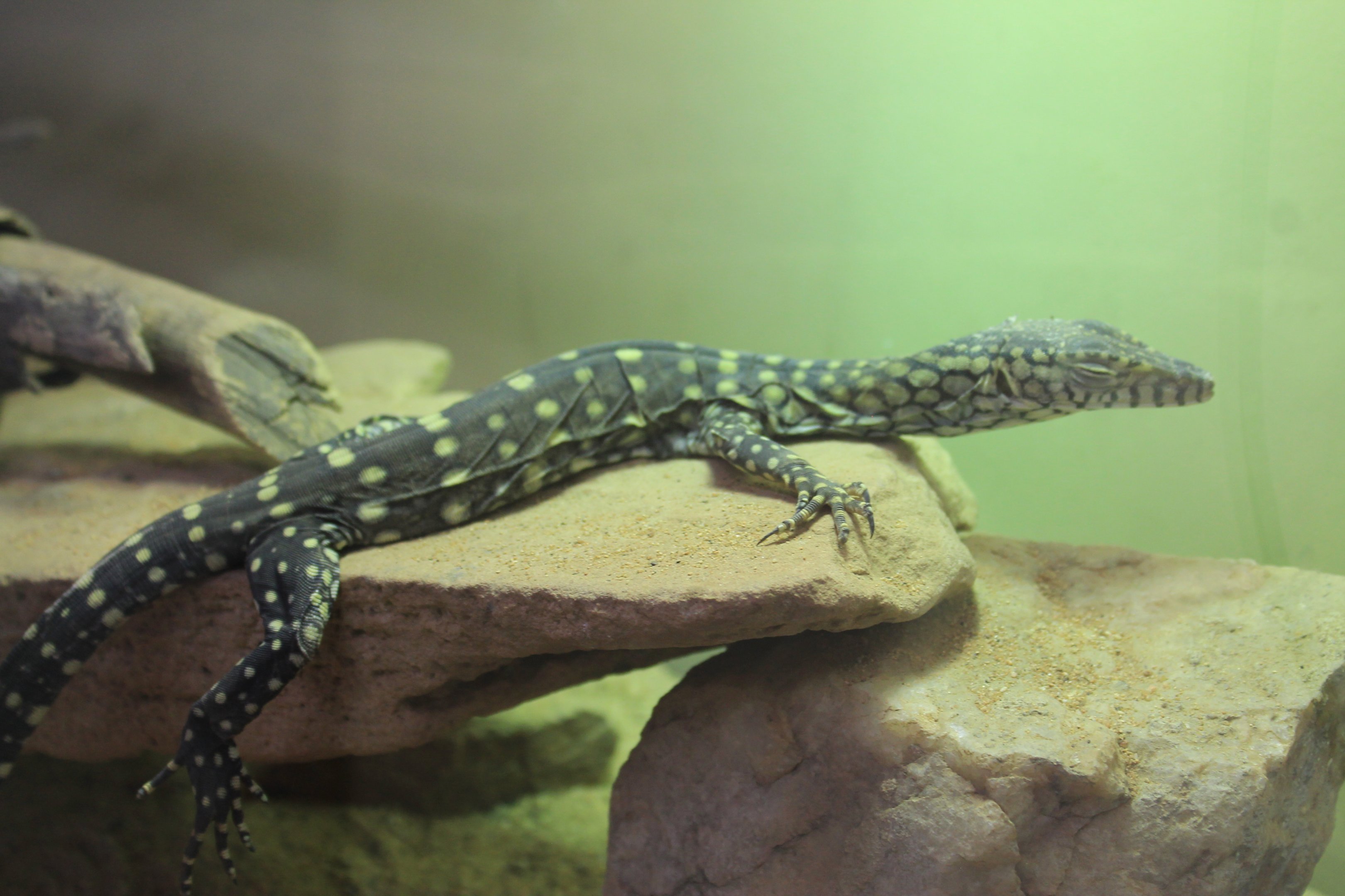 baby Perentie (Varanus giganteus)