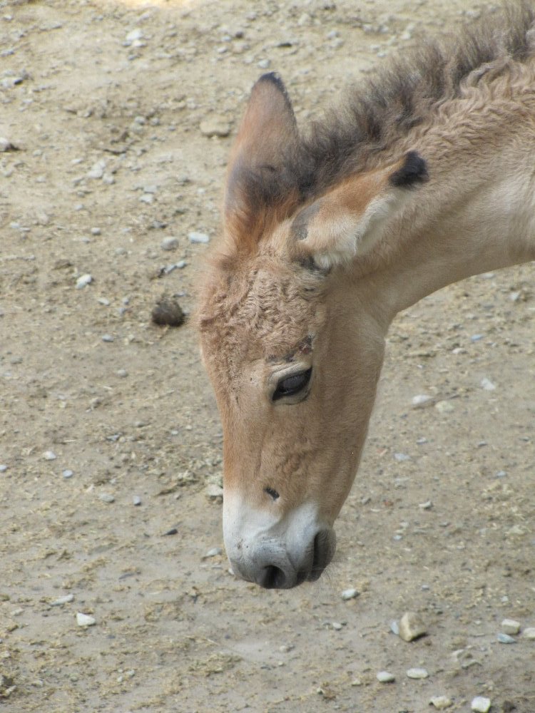 baby persian onager (tehran zoo)