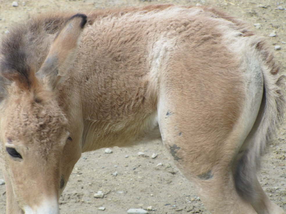 baby persian onager (tehran zoo)