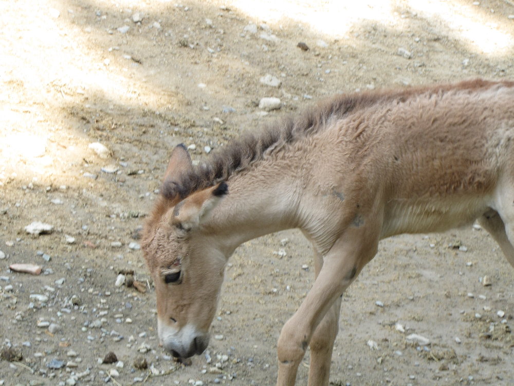 baby persian onager (tehran zoo)