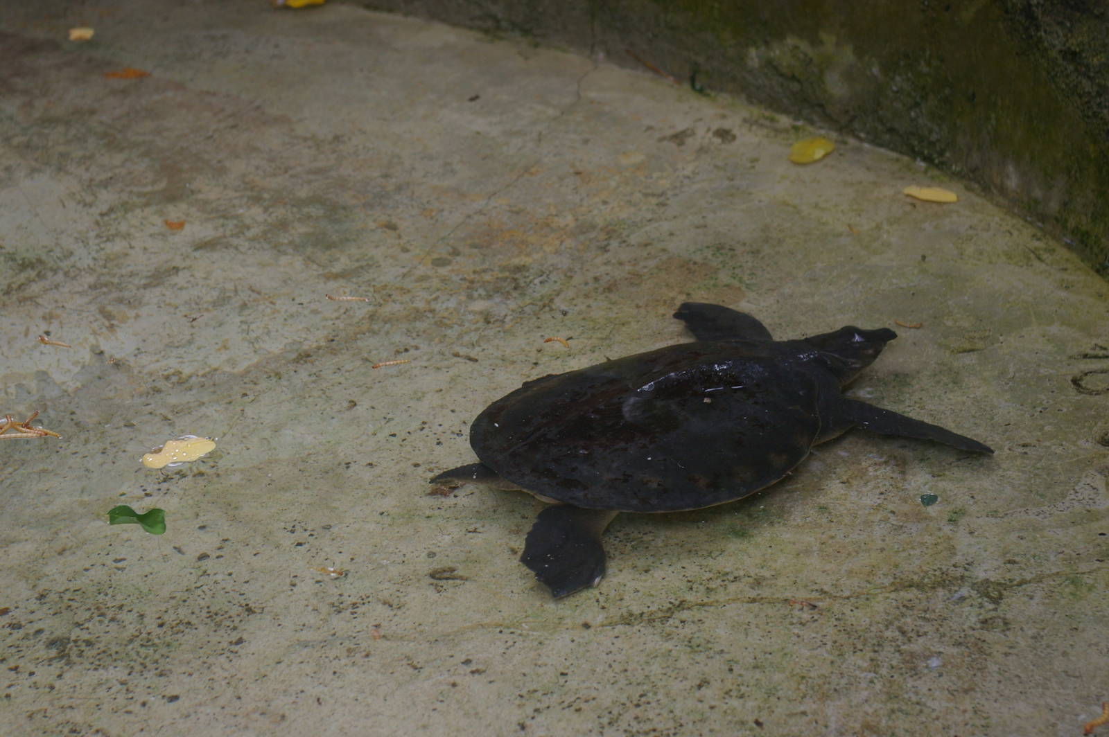 baby pig-nosed turtle