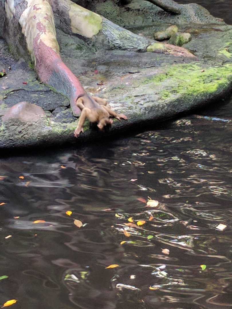 Baby Pig Tailed Maqaque drinking water Zoo Praha 2018