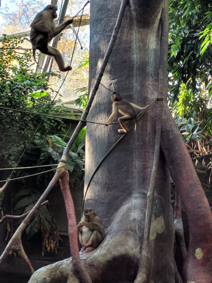 Baby Pig Tailed Maqaque Zoo Praha 2018