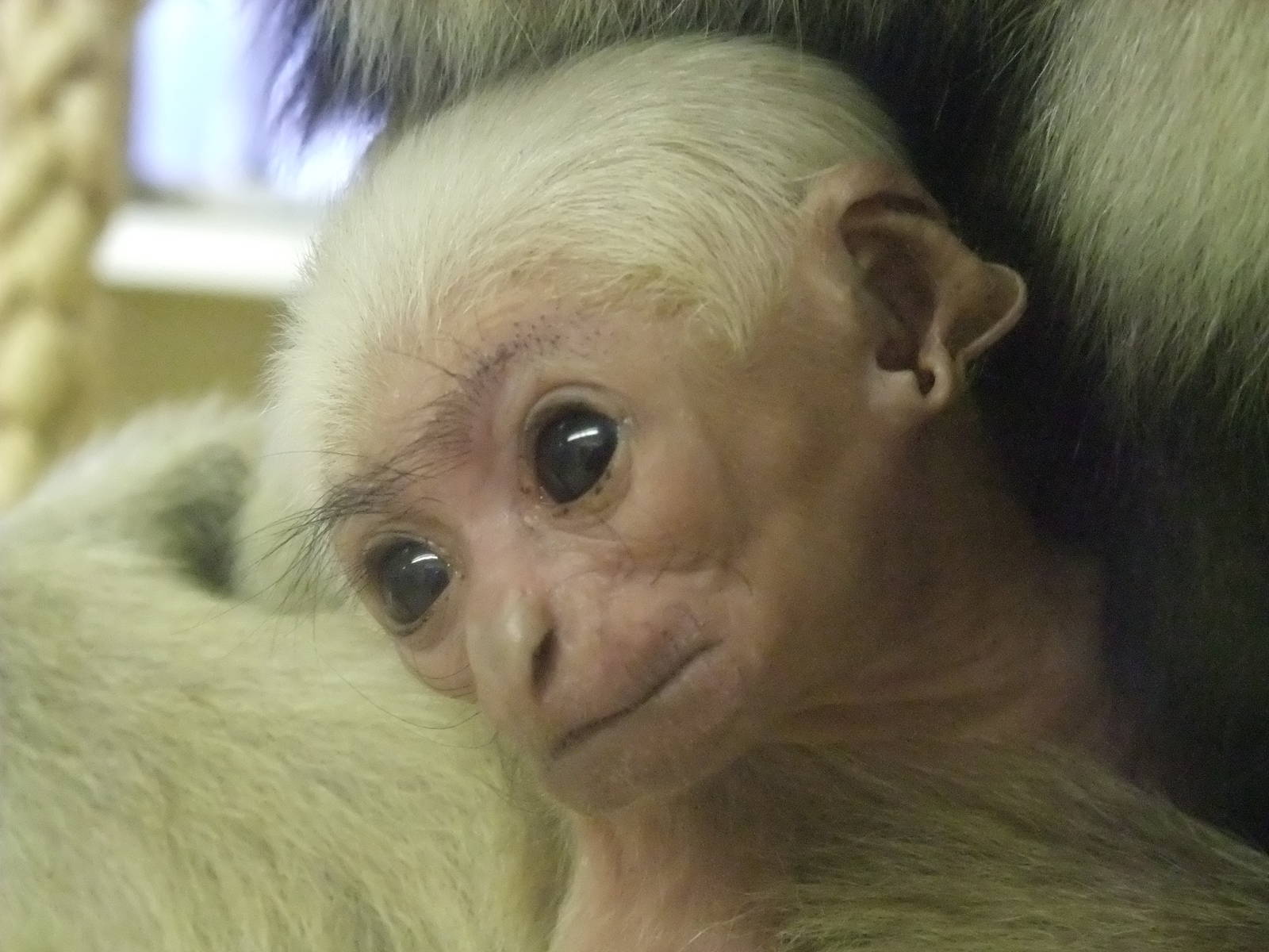 Baby Pileated Gibbon at Twycross, 28/11/10
