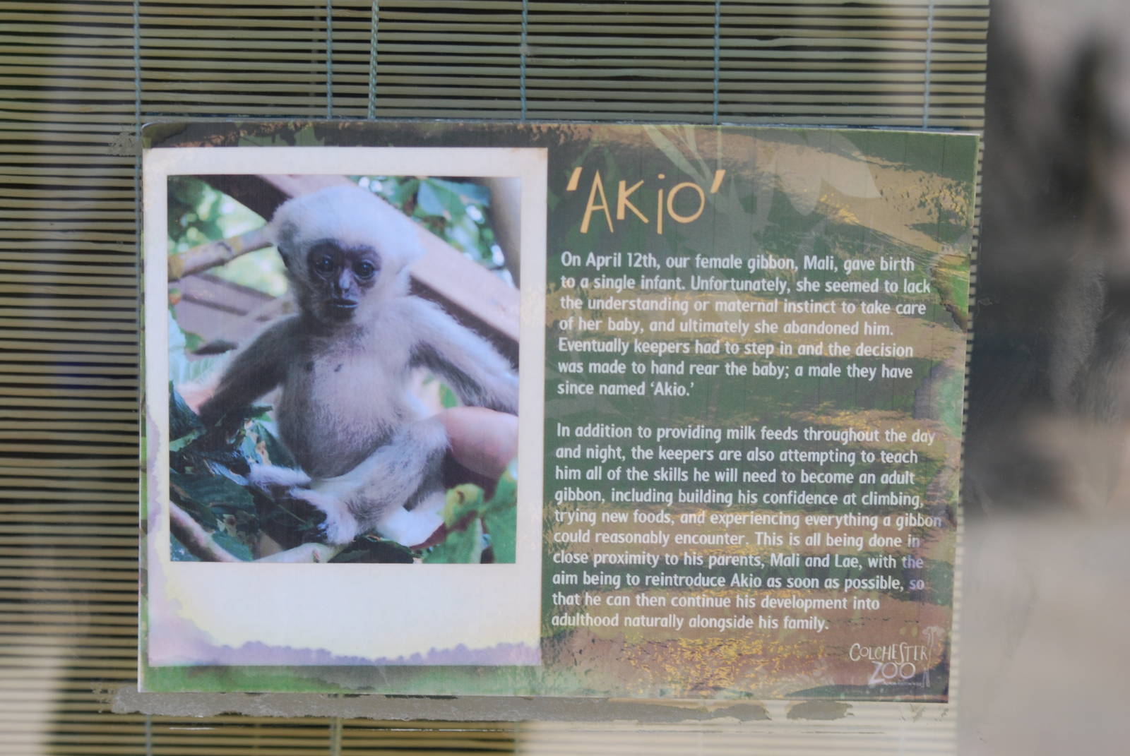 Baby pileated gibbon signage