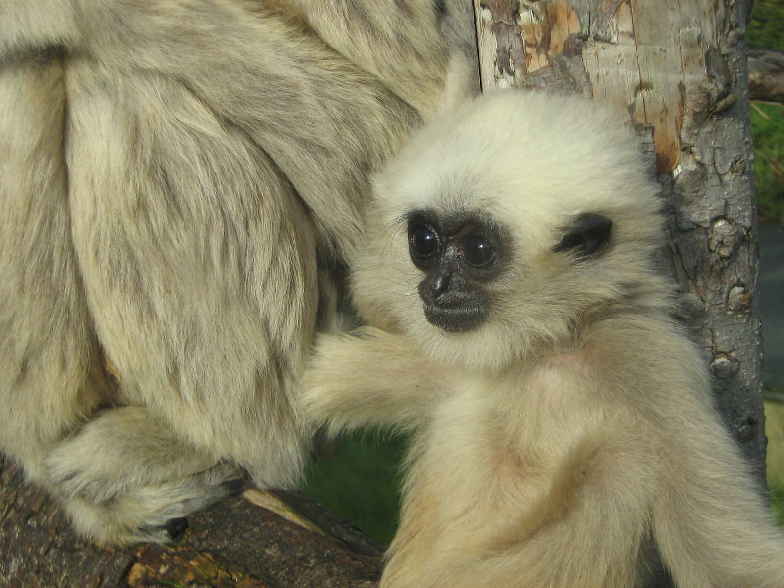 Baby Pileated Gibbon.
