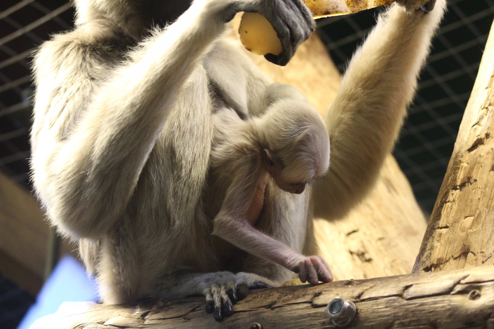 Baby Pileated Gibbon