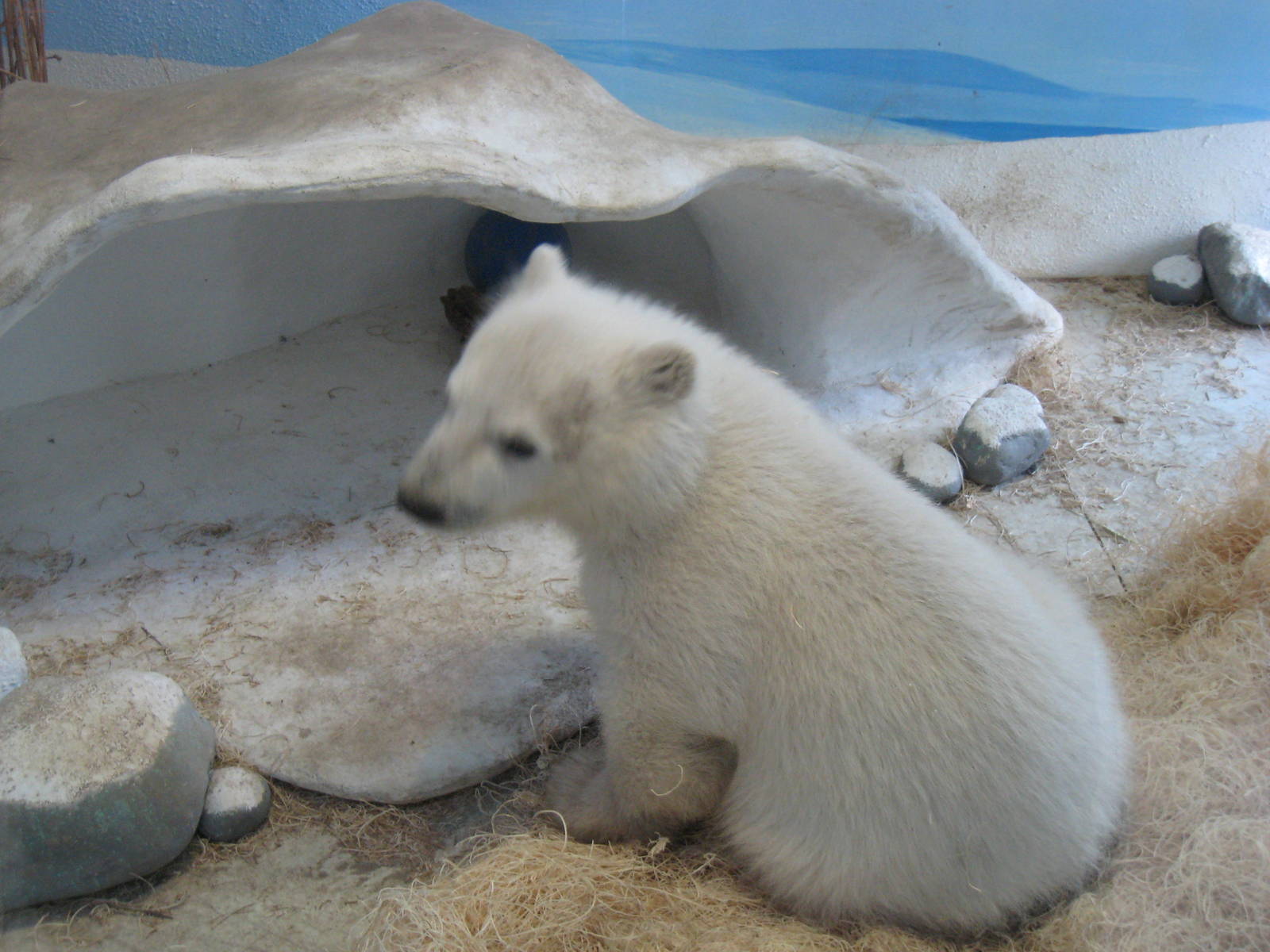 baby polar bear cub