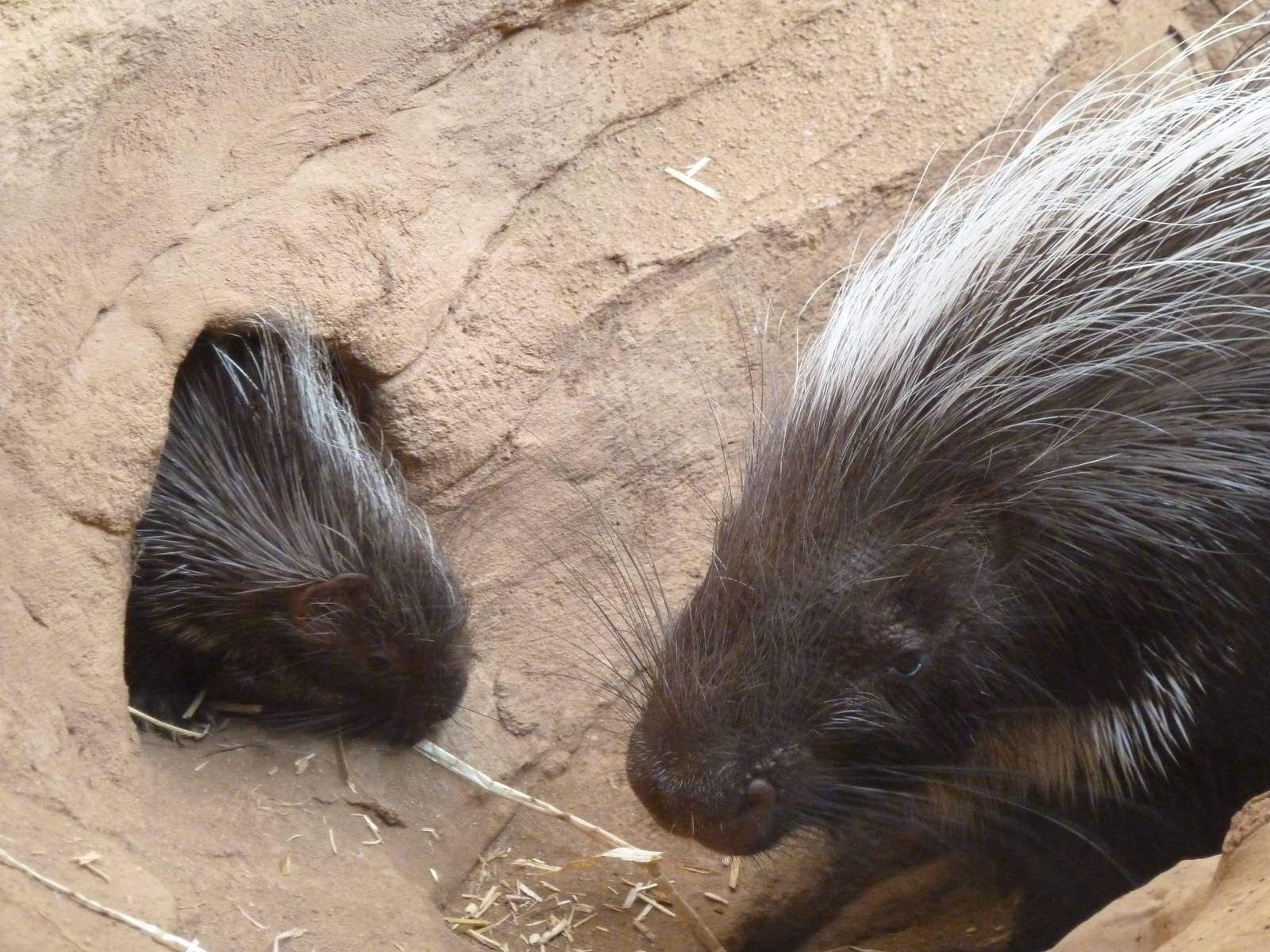 Baby porcupine 22/7/15