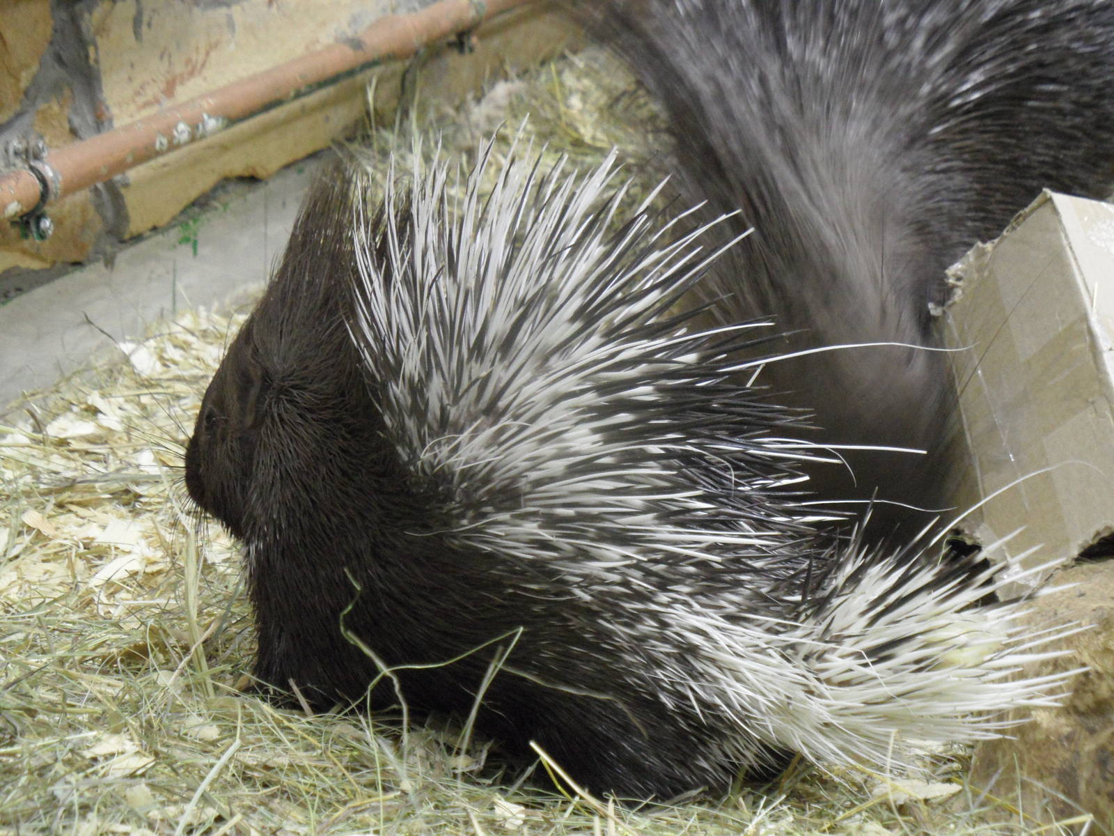 Baby porcupine fluffed up