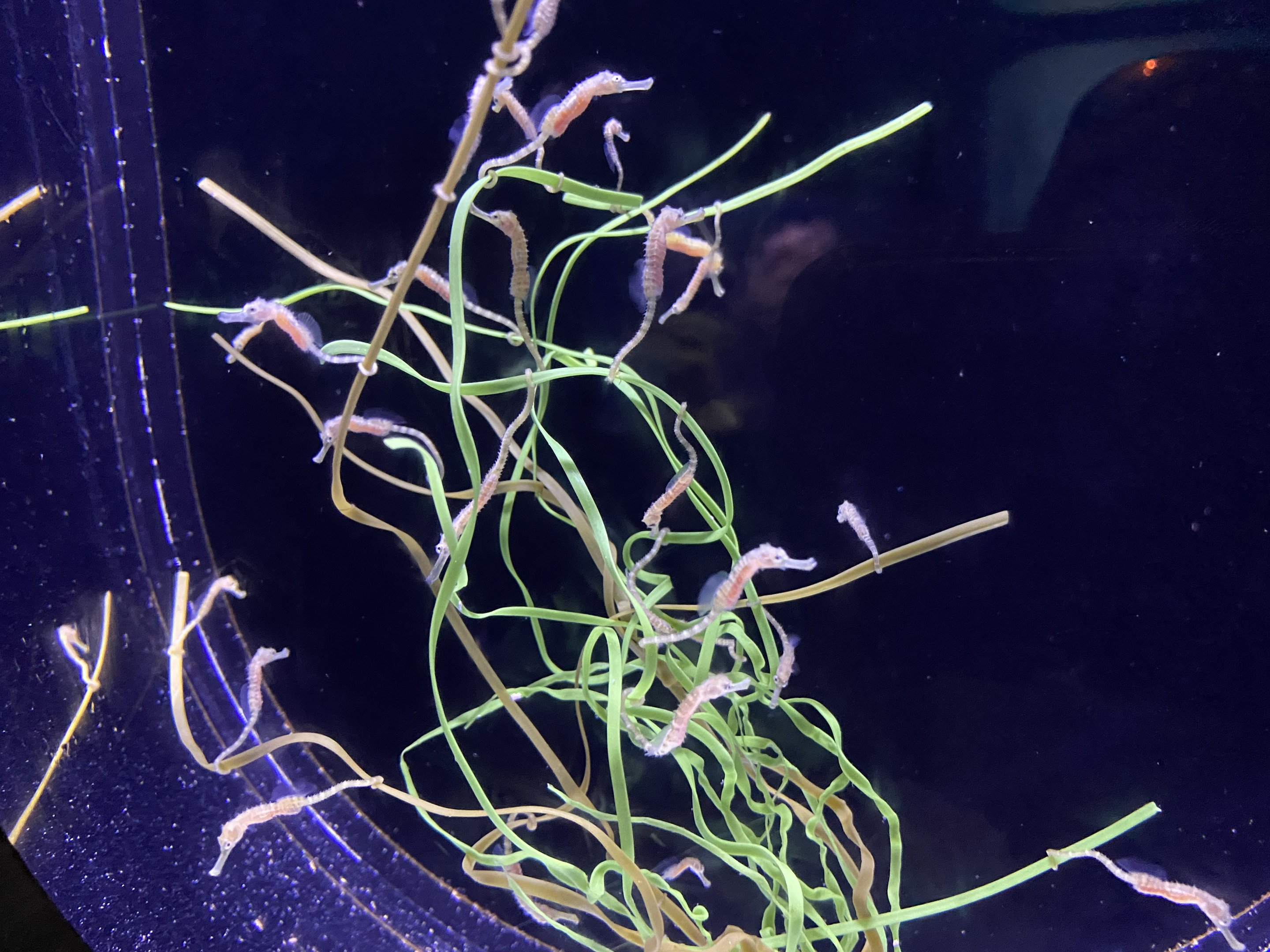 Baby Pot-bellied Seahorses