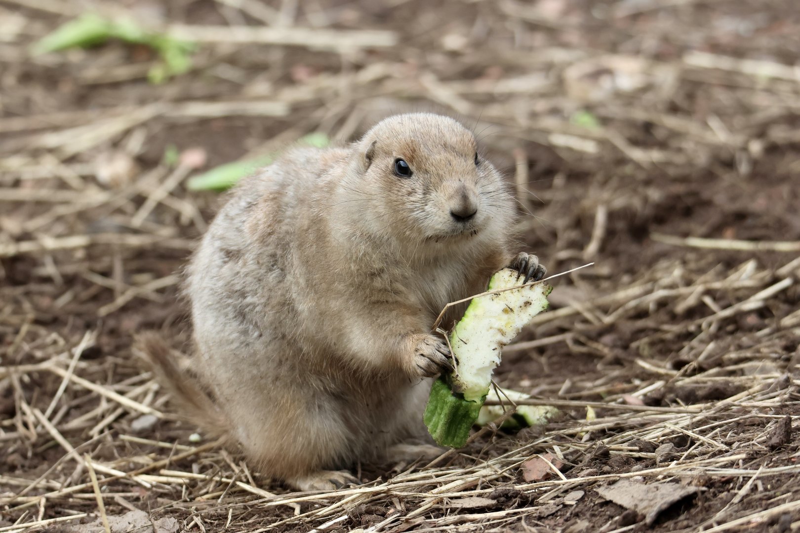 Baby Prairie Dog
