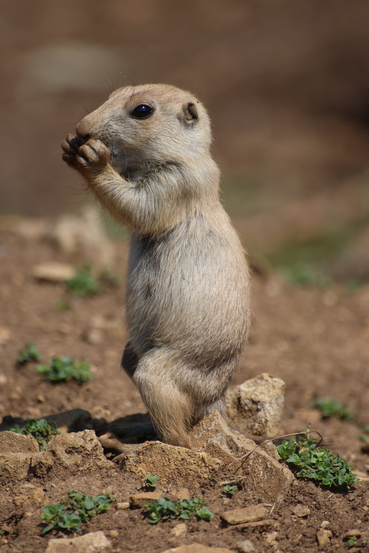 Baby Prairie Dog