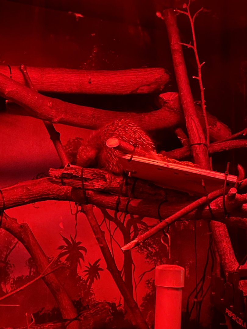 Baby Prehensile-Tailed Porcupine (6/23/21)