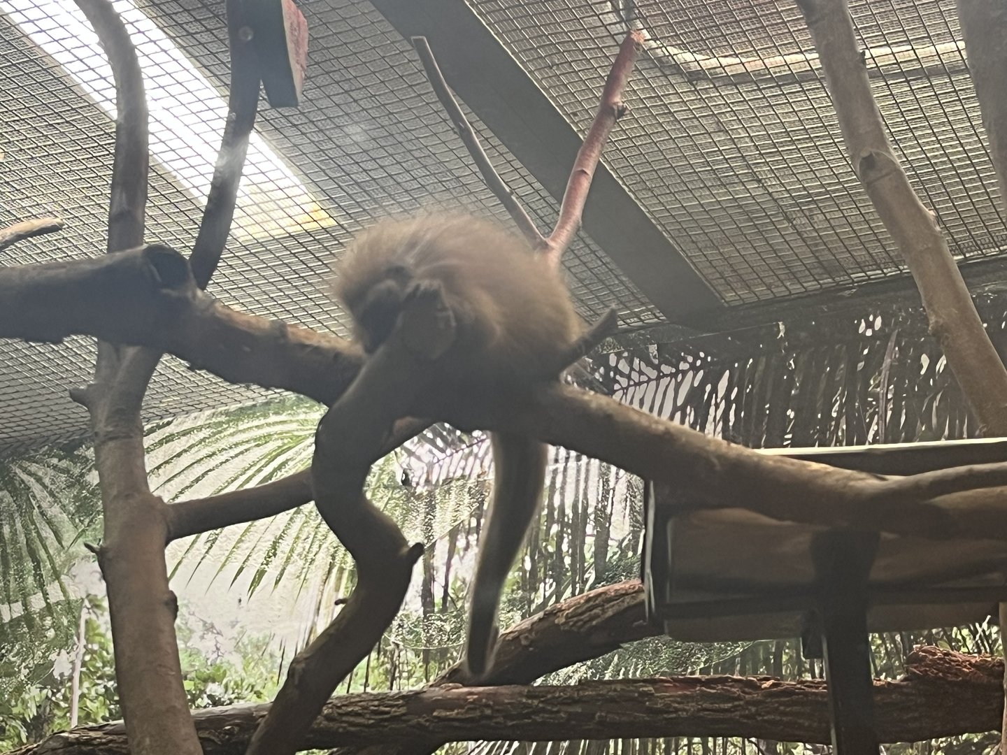 Baby Prehensile Tailed Porcupine