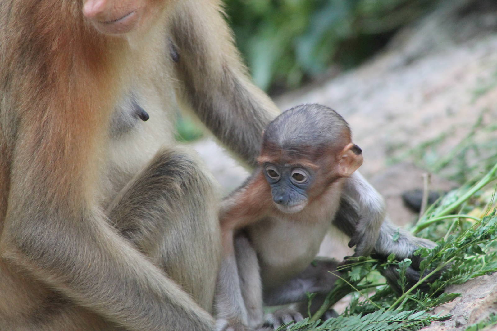 baby Proboscis Monkey (Nasalis larvatus)